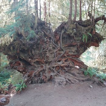 Hoh Rainforest - Hiking Near Me - Forks, Washington Hoh Rainforest - Hiking Near Me - Forks, Washington