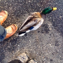Duck just ignoring me. Duck just ignoring me.