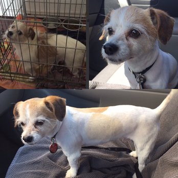 Paw Pros - Doggy before and after hair cut and bath! :) - Pet Groomers Near Me - Sacramento, California Paw Pros - Doggy before and after hair cut and bath! :) - Pet Groomers Near Me - Sacramento, California