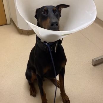 Quito Veterinary Hospital - Dog - Veterinarians Near Me - San Jose, California Quito Veterinary Hospital - Dog - Veterinarians Near Me - San Jose, California
