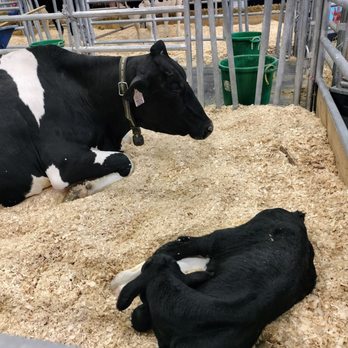 The Fairgrounds - Mom Clara, and 2-day old calf, Star. 8/13/2026 Erie County Fair/ Hamburg NY - Casinos Near Me - Hamburg, New York The Fairgrounds - Mom Clara, and 2-day old calf, Star. 8/13/2026 Erie County Fair/ Hamburg NY - Casinos Near Me - Hamburg, New York