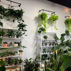 Jenisprouts Plant Store