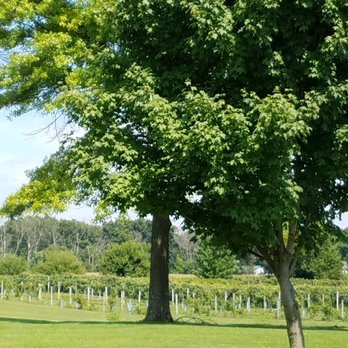 Belgian Horse Winery - vineyards - Wineries Near Me - Middletown, Indiana