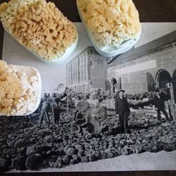 Apalachicola Sponge Company - Apalachicola Sponge Company since '1831'