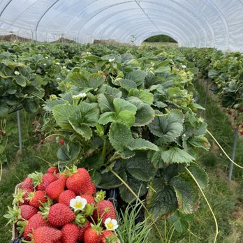 Maan Farms - Farmers Market Near Me - Abbotsford, British Columbia