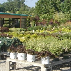 Allen Landscape Centre - Shrubs