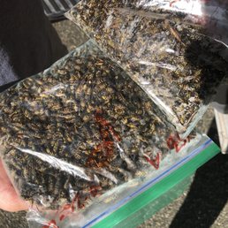 Bees collected Bees collected