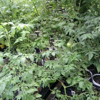 Secret Garden - Tomato plants already bearing fruit - Nurseries & Gardening Near Me - Philadelphia, Pennsylvania Secret Garden - Tomato plants already bearing fruit - Nurseries & Gardening Near Me - Philadelphia, Pennsylvania