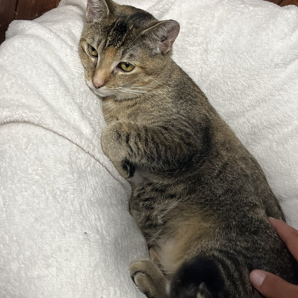 Orlando Cat Cafe - Animal Shelters Near Me - Clermont, Florida