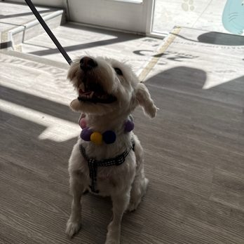 21 Pooch - Pet Groomers Near Me - Los Angeles, California