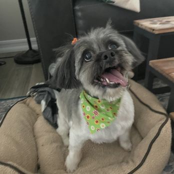 The Little Dog House - Pet Groomers Near Me - Goleta, California