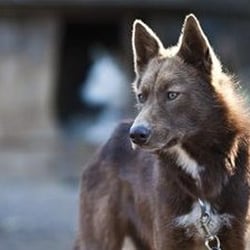 Wintermoon Summersun Adventures - one of the many beautiful dogs at Wintermoon