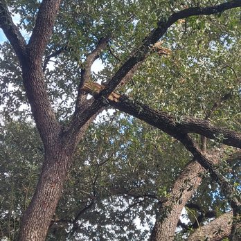 Mission City Arbor Group - Broken tree limb - Tree Services Near Me - San Antonio, Texas Mission City Arbor Group - Broken tree limb - Tree Services Near Me - San Antonio, Texas
