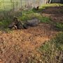 Photo of Shovelhead Stump Grinding