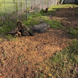 Shovelhead Stump Grinding - After