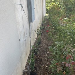 Leaf Landscape Supply - Star Jasmine