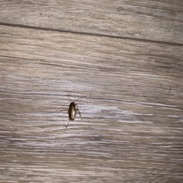 The roach we killed in our in bedroom The roach we killed in our in bedroom