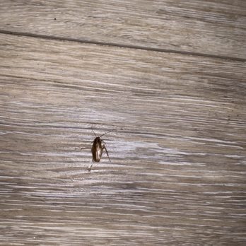 Wailea Inn - The roach we killed in our in bedroom - Vacation Rentals Near Me - Kihei, Hawaii Wailea Inn - The roach we killed in our in bedroom - Vacation Rentals Near Me - Kihei, Hawaii