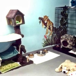 Barney's Kennels & Grooming