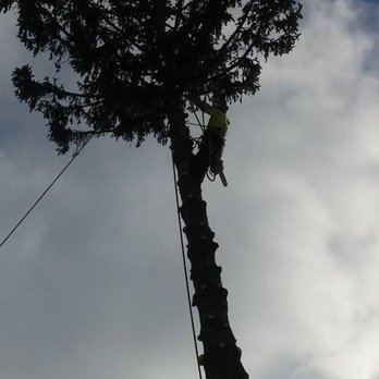 County Tree Service - Halfway thru - Tree Services Near Me - Stickney, Illinois