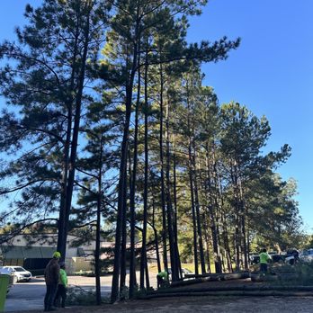 Green Leaves Tree Care - Clearing Out The Pine Trees - Tree Services Near Me