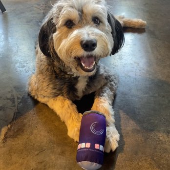 Triple C Brewing Company - Pup with her own triple C "brew" - Breweries Near Me - Charlotte, North Carolina