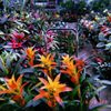 Big Greenhouse gift card