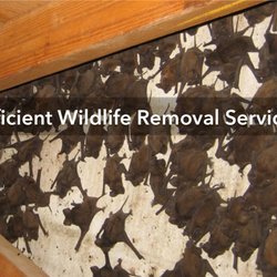Precision Wildlife Removal - Precision Wildlife Removal Services