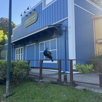 Whaler's General Store - Good morning peacock - Souvenir Shops Near Me - Haleiwa, Hawaii Whaler's General Store - Good morning peacock - Souvenir Shops Near Me - Haleiwa, Hawaii