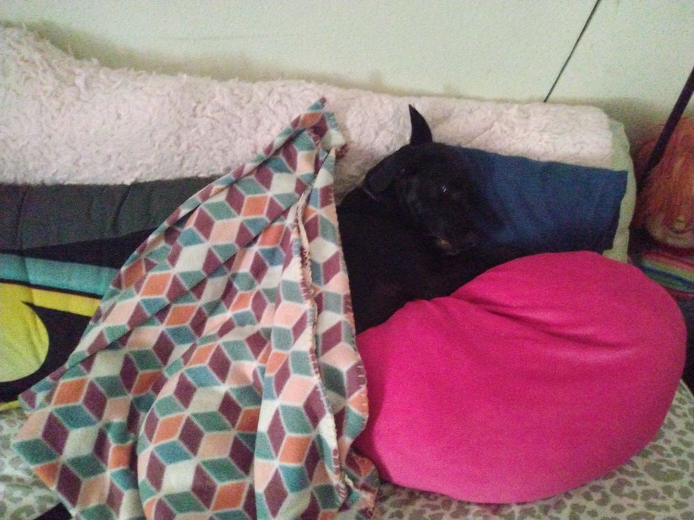 WAYLAND VETERINARY CLINIC Updated June 2024 101 S Pearl St, Wayland