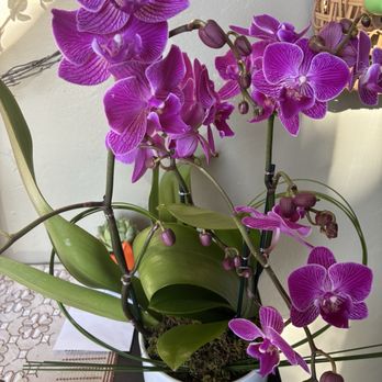 Viva Flowers - Beautiful orchids - Floral Designers Near Me - Boca Raton, Florida Viva Flowers - Beautiful orchids - Floral Designers Near Me - Boca Raton, Florida