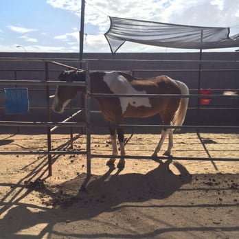 Wildhorse Ranch Rescue - Animal Shelters Near Me - Gilbert, Arizona