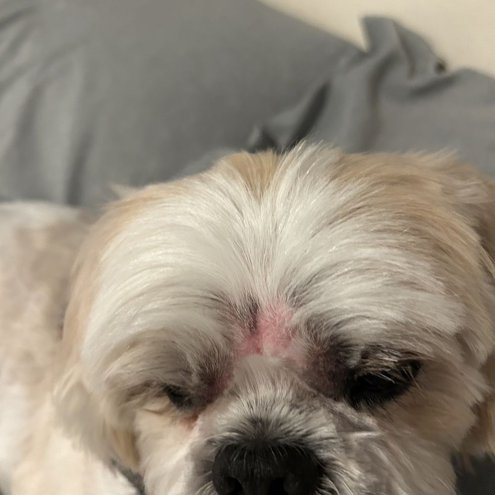 Happy Dog Grooming - Dog - Pet Groomers Near Me - Ontario, California Happy Dog Grooming - Dog - Pet Groomers Near Me - Ontario, California