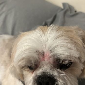 Happy Dog Grooming - Dog - Pet Groomers Near Me - Ontario, California Happy Dog Grooming - Dog - Pet Groomers Near Me - Ontario, California