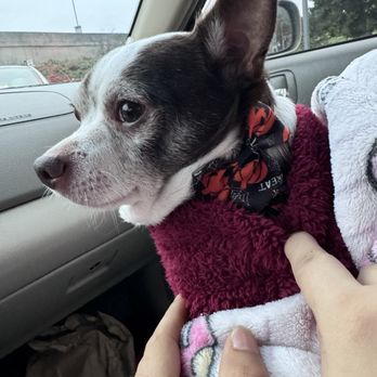 Poodie's Pet Palace - Clean puppy ! - Pet Groomers Near Me - Renton, Washington