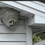 Cummings Pest Solutions