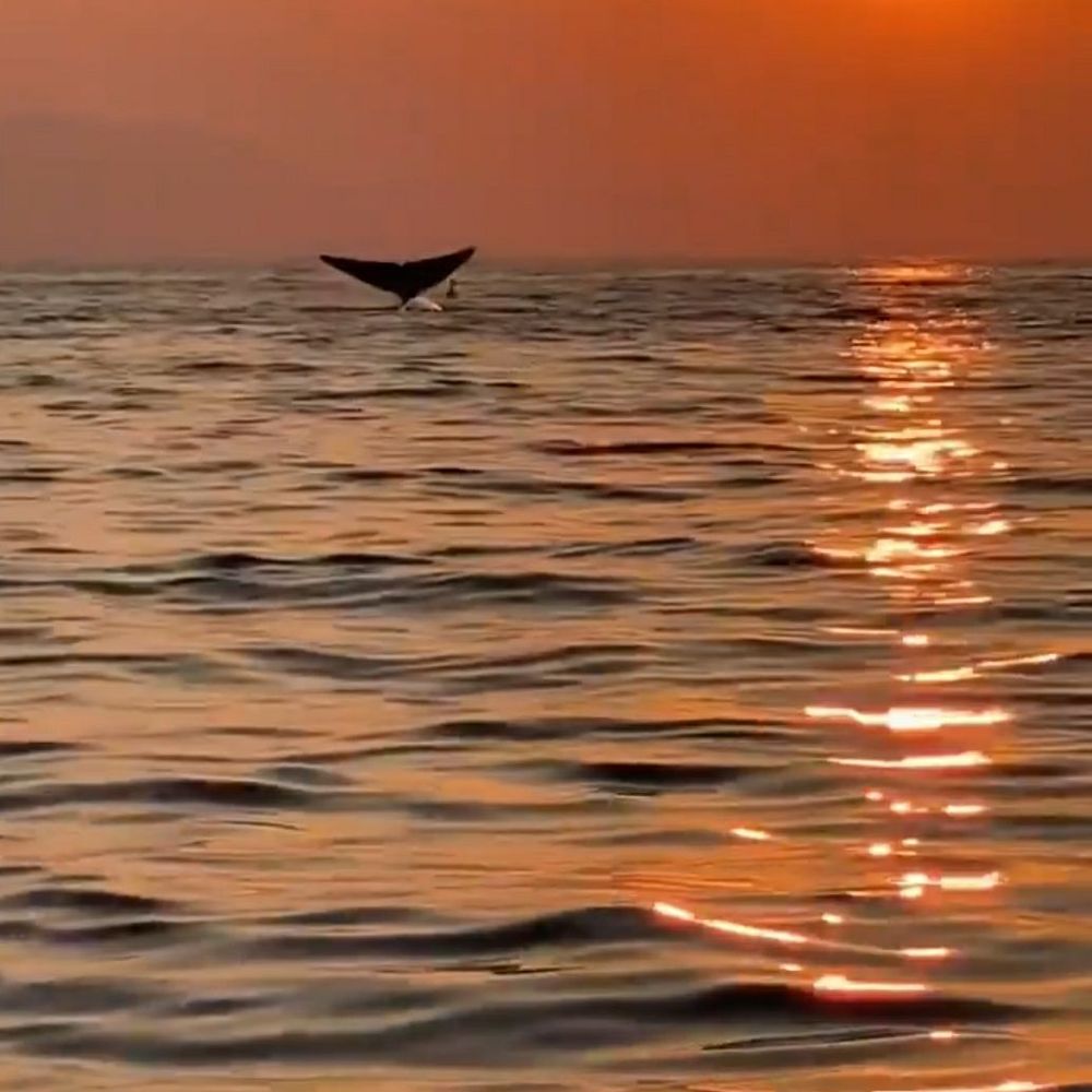 Santa Barbara Sailing Center - Blue whale fluke in the Santa Barbara Channel - Boating Near Me - Santa Barbara, California Santa Barbara Sailing Center - Blue whale fluke in the Santa Barbara Channel - Boating Near Me - Santa Barbara, California