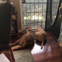 The puppy is the one on the left. The puppy is the one on the left.