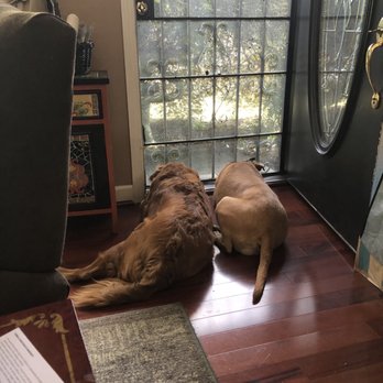 Tails & Trails - The puppy is the one on the left. - Pet Sitting Near Me Tails & Trails - The puppy is the one on the left. - Pet Sitting Near Me