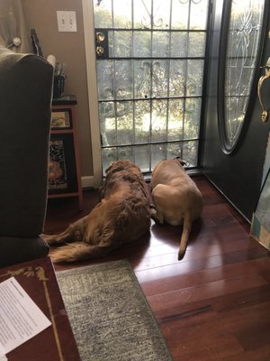 Dogs anticipate our walks!! - We have walks in 15 minute increments, starting with 15 and going up to 60 minutes. In special circumstances we can go even longer. So whether you have an 8 week old puppy who just needs to be let outside and played with, a senior dog who can't go for long walks or you have a pup that needs to expend some energy, Tails & Trails is here for your needs. Simply visit our website and Request Service and we will be in touch with you to schedule a meet and greet. Dogs anticipate our walks!! - We have walks in 15 minute increments, starting with 15 and going up to 60 minutes. In special circumstances we can go even longer. So whether you have an 8 week old puppy who just needs to be let outside and played with, a senior dog who can't go for long walks or you have a pup that needs to expend some energy, Tails & Trails is here for your needs. Simply visit our website and Request Service and we will be in touch with you to schedule a meet and greet.