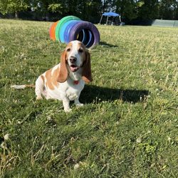 Unleashed Unlimited Private Dog Park