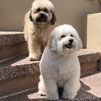 dana's pampered pets