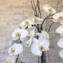 Photo of South Coast Orchids