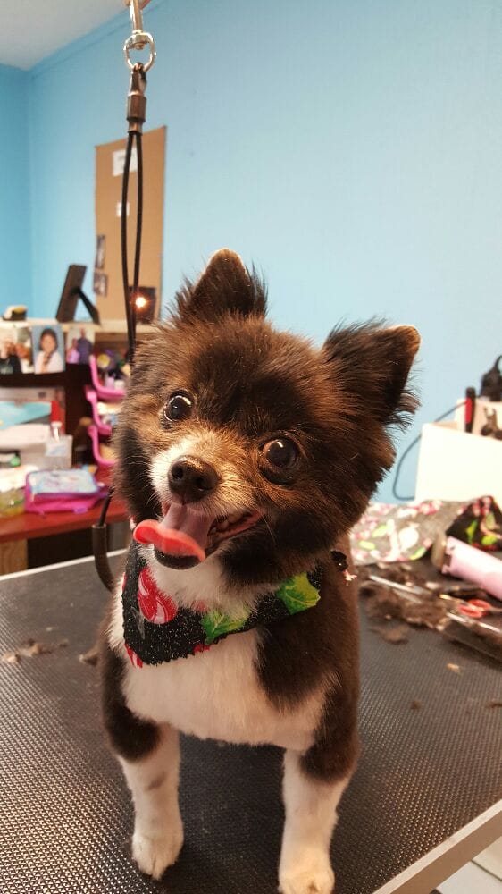 PRETTY PUPPIES PET GROOMING Updated September 2024 23 Photos 1720