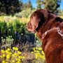 Photo of Happy Tales Pet Resort
