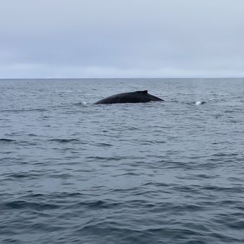Discovery Whale Watch - Whale Watching Tours Near Me - Monterey, California