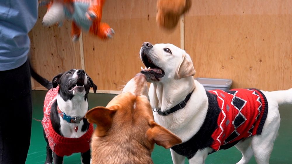 Pawsome Park And Lodge