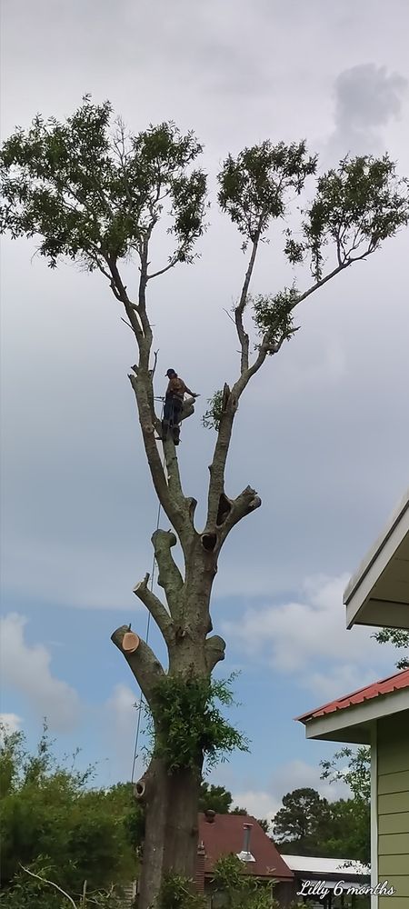 Slide of C & S Tree Service