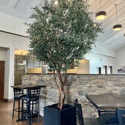 12' olive tree with multi trunk, branches with olives