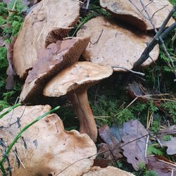 KammerSTEINPILZpfad